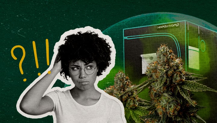 Réflexions Finales : Une Tente de Culture Peut-elle Être Vraiment Étanche aux Odeurs Cannabis Une illustration de bourgeons de cannabis avec une tente de culture et une femme confuse, sur un fond vert, se demandant si une tente de culture peut être vraiment étanche aux odeurs.