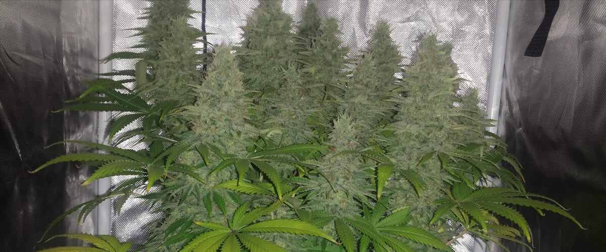 Saveurs et profil terpénique de la variété Candy Kush Gros plan sur une culture intérieure de Candy Kush en pleine floraison, avec de grosses têtes couvertes de trichomes entourées de feuilles vertes et jaunissantes sous éclairage artificiel.