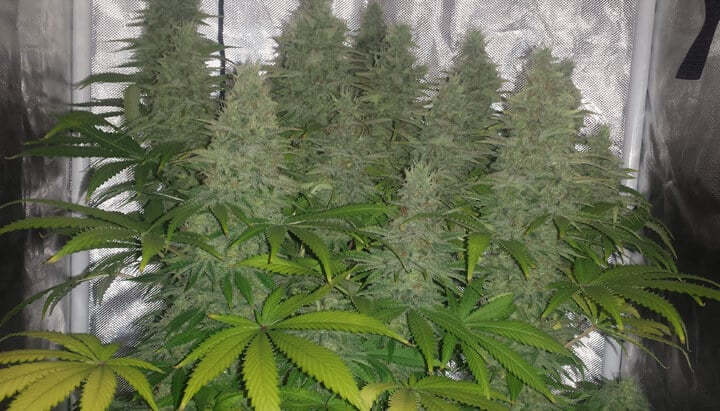 Saveurs et profil terpénique de la variété Candy Kush Gros plan sur une culture intérieure de Candy Kush en pleine floraison, avec de grosses têtes couvertes de trichomes entourées de feuilles vertes et jaunissantes sous éclairage artificiel.