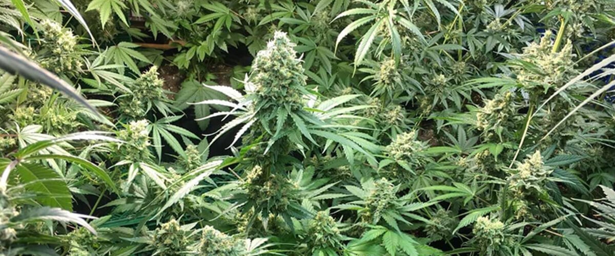 Génétiques et lignée de la variété Candy Kush Express Culture en intérieur de plants de cannabis Candy Kush Express, avec des têtes denses couvertes de résine, entourées de feuilles vertes luxuriantes.