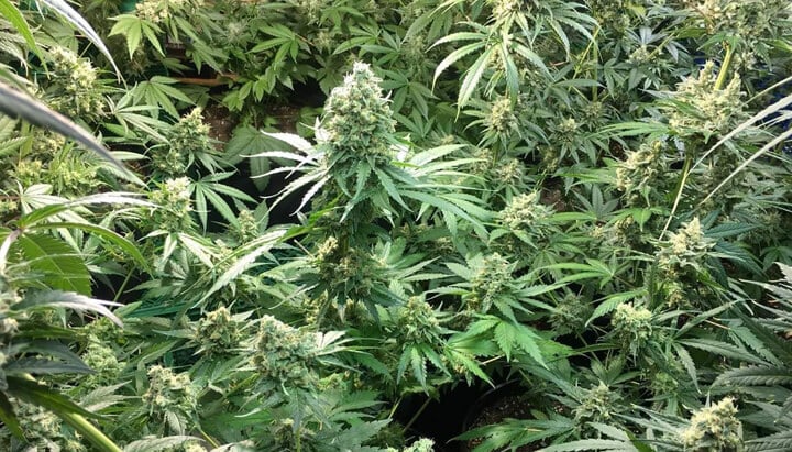 Génétiques et lignée de la variété Candy Kush Express Culture en intérieur de plants de cannabis Candy Kush Express, avec des têtes denses couvertes de résine, entourées de feuilles vertes luxuriantes.