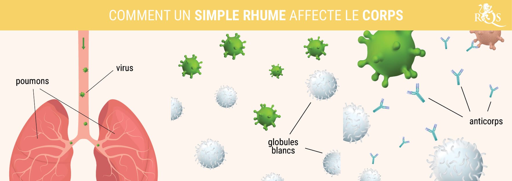 COMMENT LE RHUME AFFECTE LE CORPS COMMENT LE RHUME AFFECTE LE CORPS