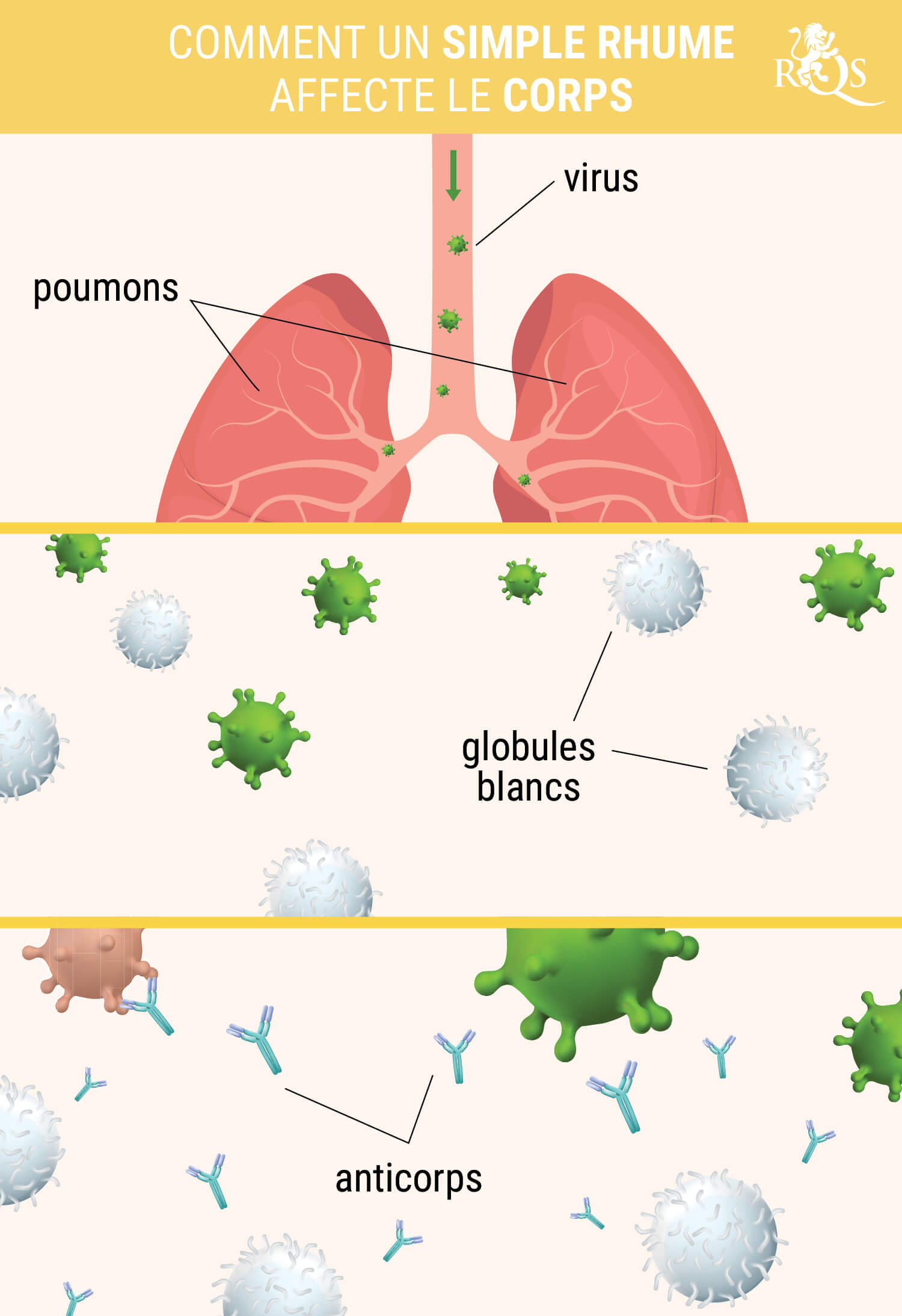 COMMENT LE RHUME AFFECTE LE CORPS