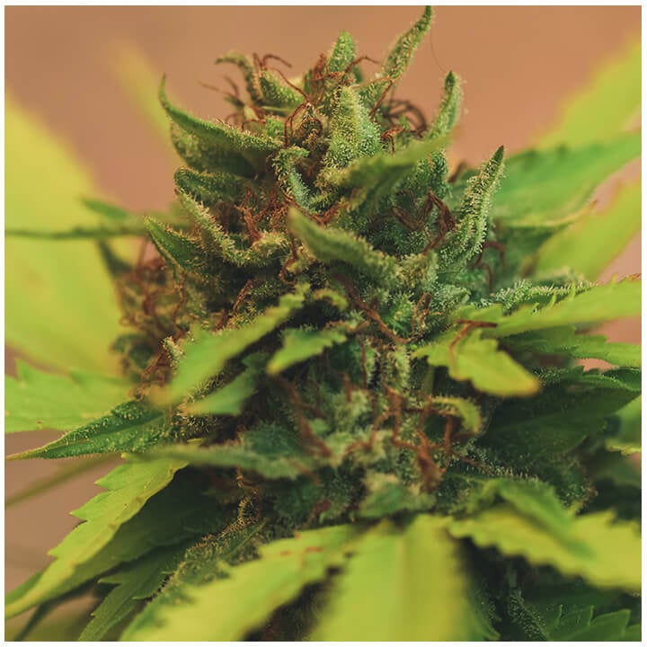 Trichomes et pistils dans une plante de cannabis