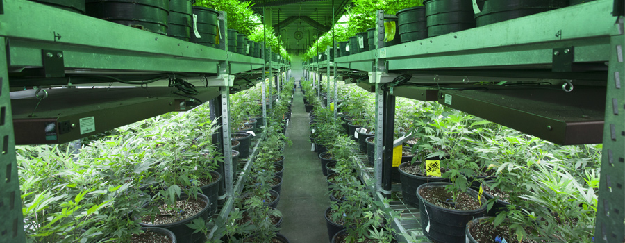 Cultivation à l'intérieur du cannabis