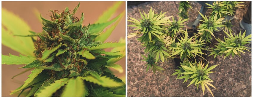 Plants de cannabis prêts pour la récolte et le lavage des racines