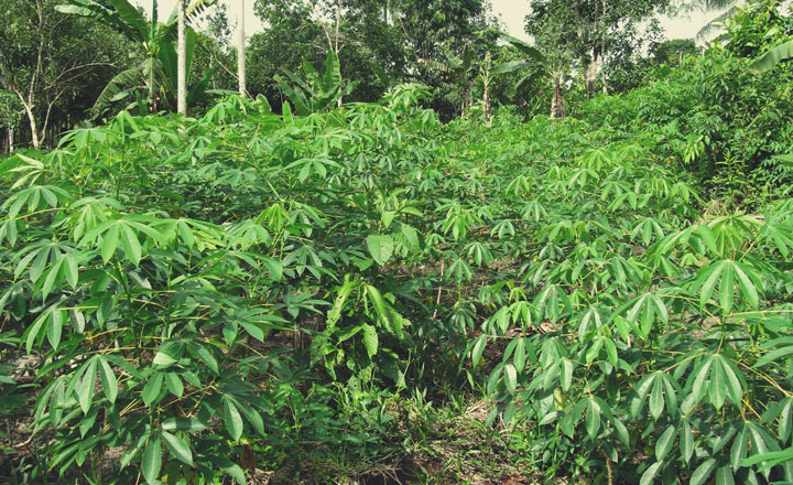 Manioc (Manihot esculenta)