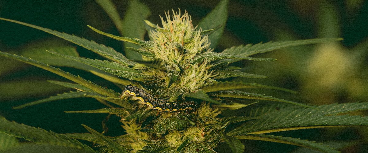 Maîtrisez l'Élimination des Chenilles des Plantes de Cannabis avec ce Gros Plan de Feuille Détaillé Gros plan d'une plante de cannabis avec des feuilles vertes montrant des dégâts causés par des chenilles sur un fond vert foncé, utile pour des guides sur l'élimination des parasites des plantes de cannabis.