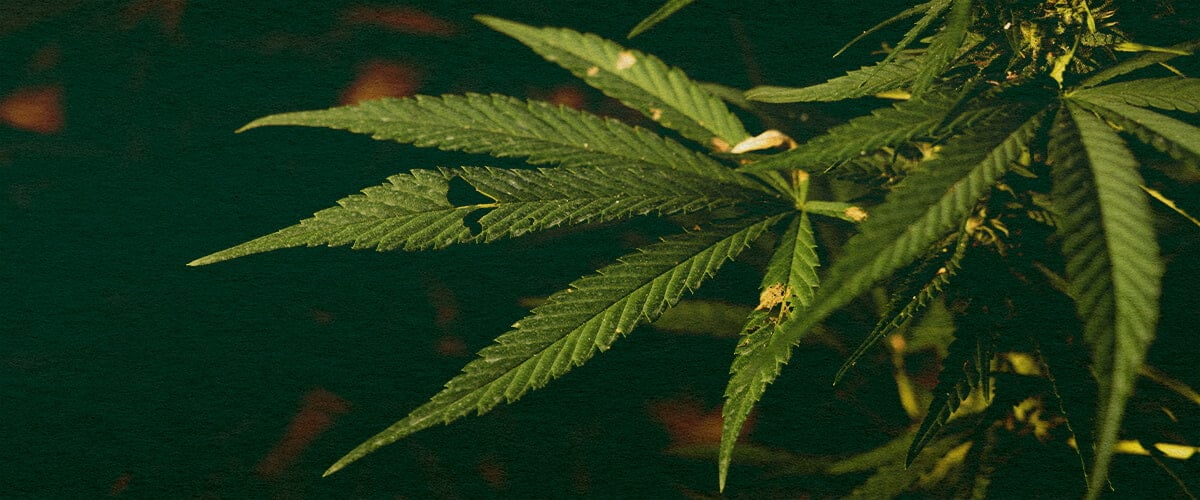 Découvrez si les Chenilles Peuvent Tuer Vos Plantes de Cannabis avec ce Gros Plan Détaillé Gros plan d'une plante de cannabis avec des feuilles vertes et des dégâts visibles causés par des chenilles sur un fond vert foncé, mettant en évidence les menaces potentielles des parasites pour la croissance du cannabis.