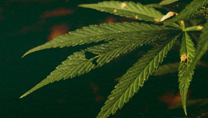 Découvrez si les Chenilles Peuvent Tuer Vos Plantes de Cannabis avec ce Gros Plan Détaillé Gros plan d'une plante de cannabis avec des feuilles vertes et des dégâts visibles causés par des chenilles sur un fond vert foncé, mettant en évidence les menaces potentielles des parasites pour la croissance du cannabis.