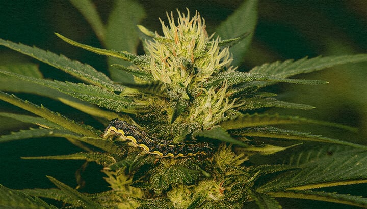 Maîtrisez l'Élimination des Chenilles des Plantes de Cannabis avec ce Gros Plan de Feuille Détaillé Gros plan d'une plante de cannabis avec des feuilles vertes montrant des dégâts causés par des chenilles sur un fond vert foncé, utile pour des guides sur l'élimination des parasites des plantes de cannabis.