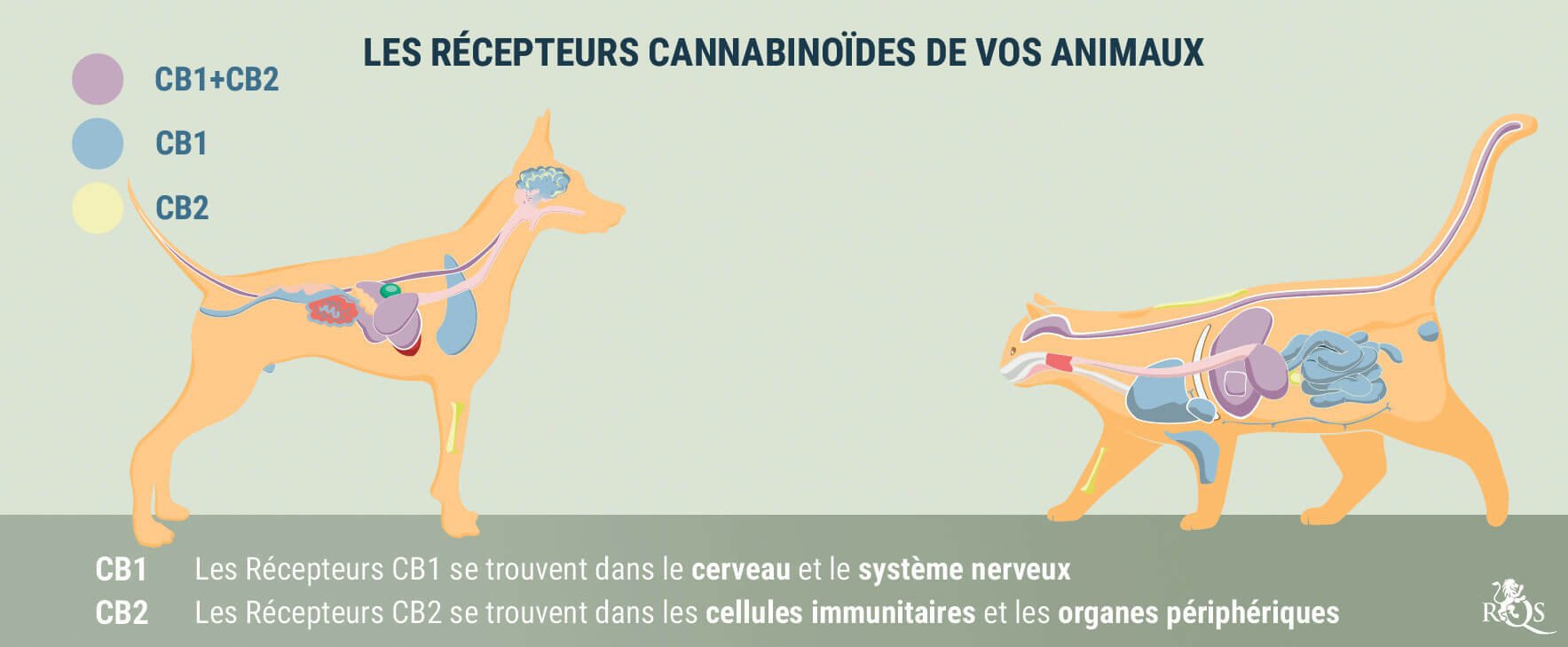 Medical Cannabis for Dogs and Cats