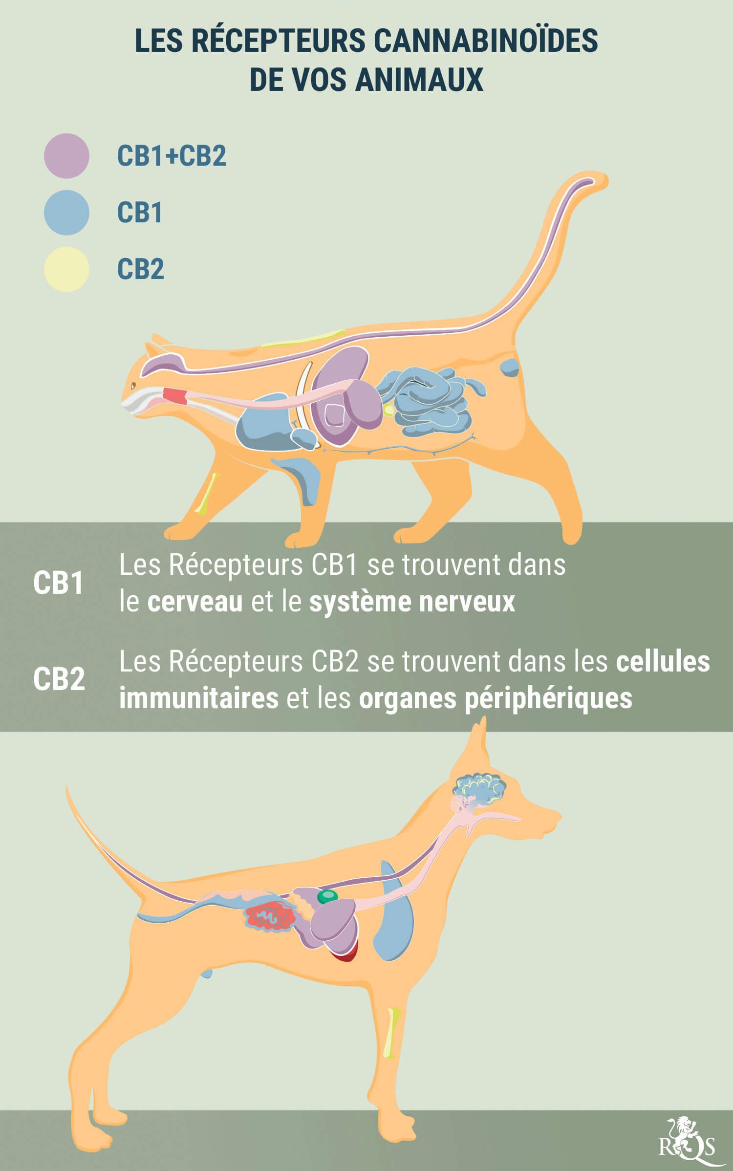 Medical Cannabis for Dogs and Cats