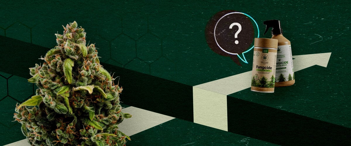 Défis à Venir : Les Limites des Fongicides à Base de Cannabis Un bourgeon de cannabis et des produits fongicides organiques à côté d'un point d'interrogation et d'une flèche ascendante, représentant le potentiel et les défis des fongicides à base de cannabis.