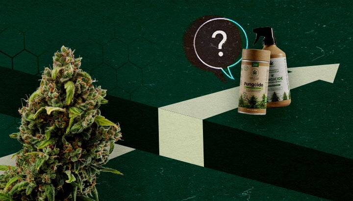 Défis à Venir : Les Limites des Fongicides à Base de Cannabis Un bourgeon de cannabis et des produits fongicides organiques à côté d'un point d'interrogation et d'une flèche ascendante, représentant le potentiel et les défis des fongicides à base de cannabis.