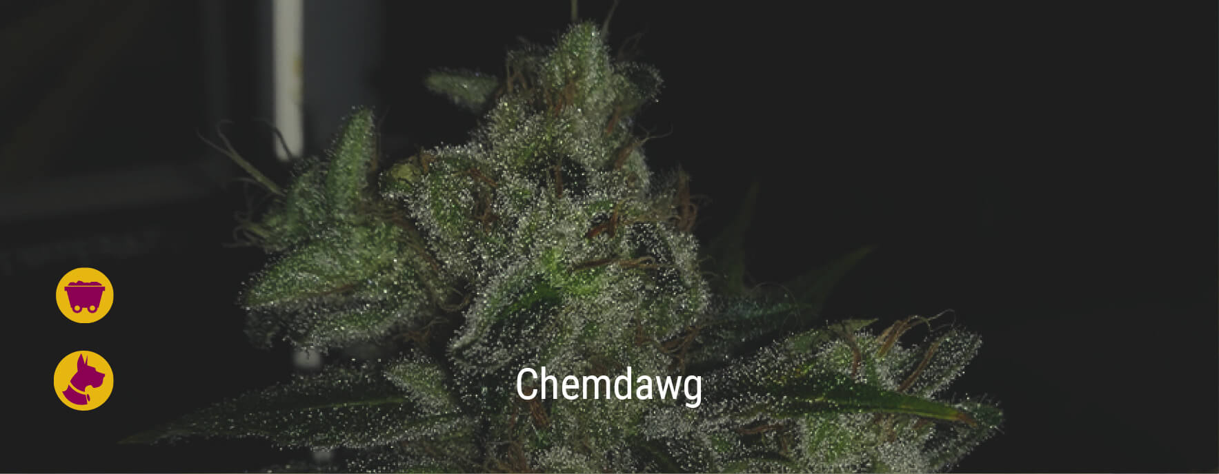 Chemdawg