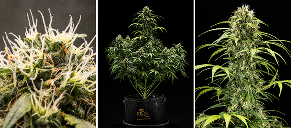 Guide de culture Cherry Pie Automatic : Phase de floraison Guide de culture Cherry Pie Automatic : Phase de floraison (Semaines 7 et 8))