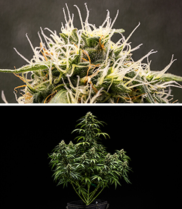 Guide de culture Cherry Pie Automatic : Phase de floraison Guide de culture Cherry Pie Automatic : Phase de floraison (Semaines 7 et 8))