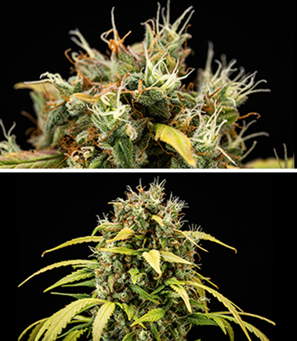 Guide de culture Cherry Pie Automatic : Phase de floraison Guide de culture Cherry Pie Automatic : Phase de floraison (Semaines 9 et 10)