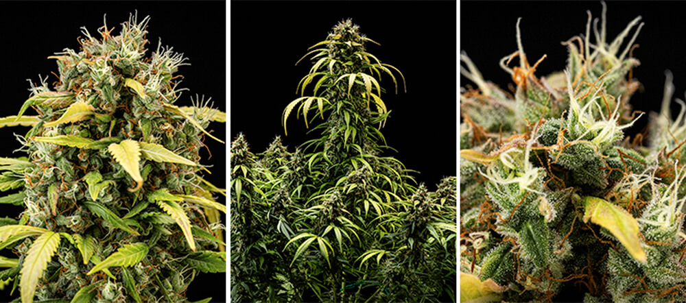 Guide de culture Cherry Pie Automatic : Phase de floraison Guide de culture Cherry Pie Automatic : Phase de floraison (Semaines 9 et 10)