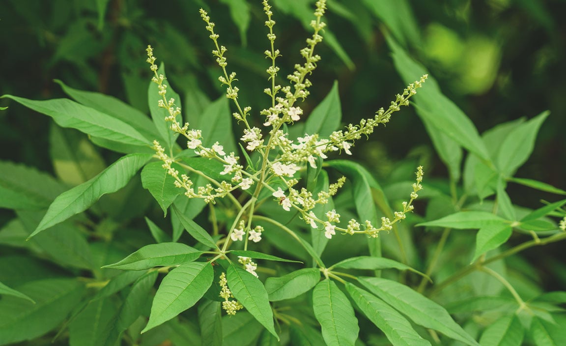 Gattilier de Chine (Vitex negundo)