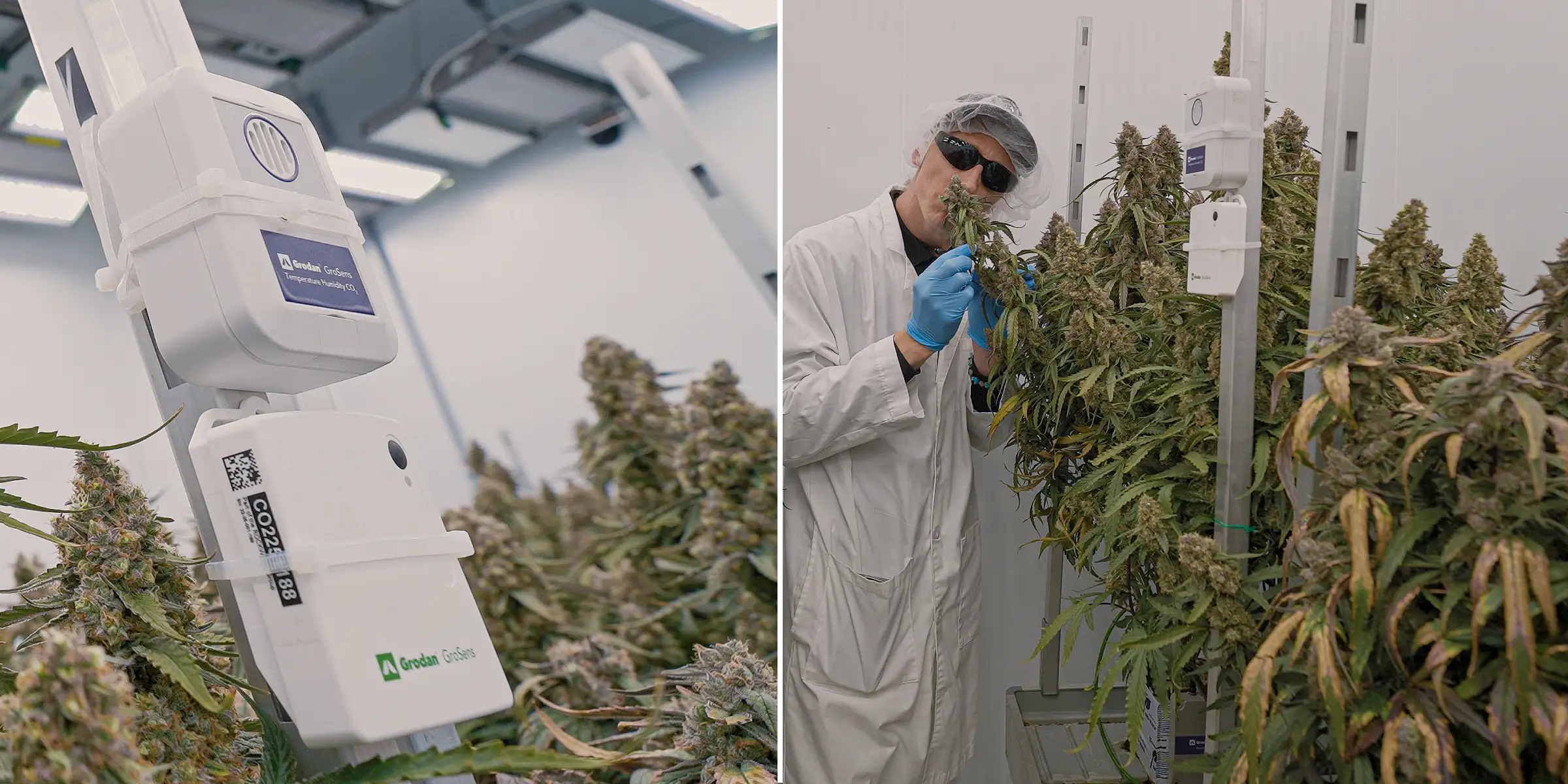 Plants de cannabis en floraison sous un éclairage intérieur contrôlé, montrant des colas denses et résineuses à côté de capteurs climatiques utilisés pour surveiller la température, l’humidité, le CO₂ et les conditions de crop steering.