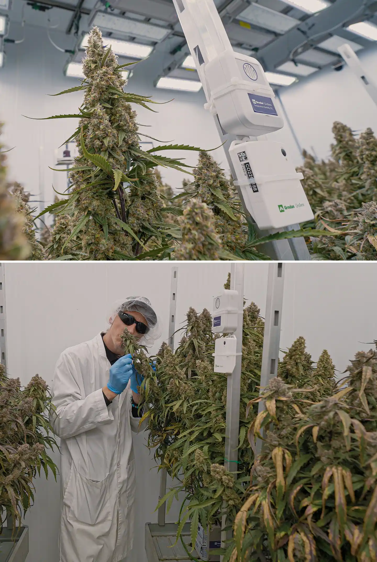 Plants de cannabis en floraison sous un éclairage intérieur contrôlé, montrant des colas denses et résineuses à côté de capteurs climatiques utilisés pour surveiller la température, l’humidité, le CO₂ et les conditions de crop steering.