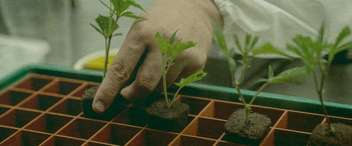 Clonage de Cannabis Économique : Image de Plateau Main plantant des clones de cannabis dans un plateau avec des cubes de terre, montrant l'efficacité du clonage pour la culture du cannabis sur un plateau vert, idéal pour les guides de cultivation.