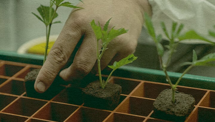 Clonage de Cannabis Économique : Image de Plateau Main plantant des clones de cannabis dans un plateau avec des cubes de terre, montrant l'efficacité du clonage pour la culture du cannabis sur un plateau vert, idéal pour les guides de cultivation.