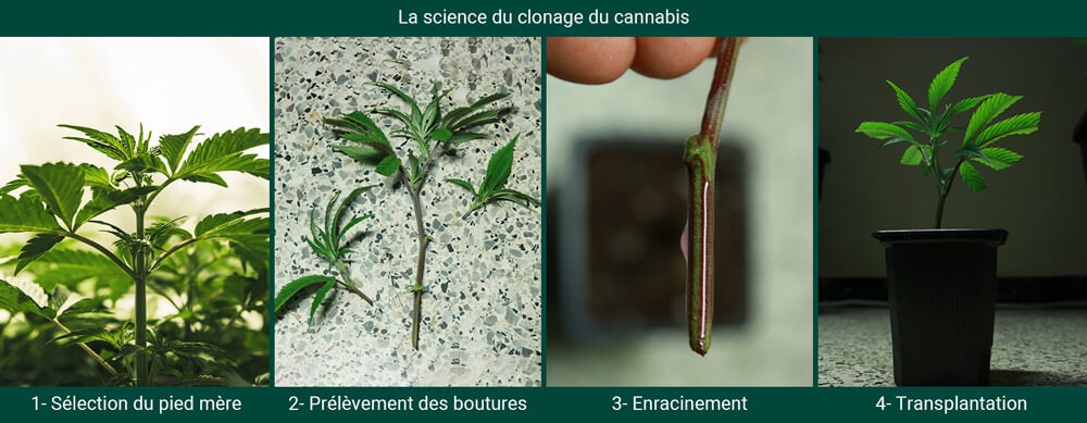 Autoflowering Cannabis Cloning Process