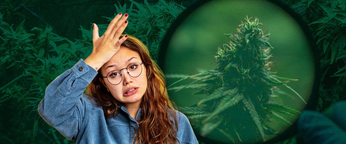 Erreurs et Solutions de Tente de Culture : Conseils pour Débutants en Culture de Cannabis Réussie Évitez les erreurs courantes de débutants avec les tentes de culture : Apprenez à prévenir le sur-arrosage, la mauvaise ventilation, un éclairage faible, les problèmes de pH, les parasites et le stress thermique pour une culture de cannabis intérieure réussie.
