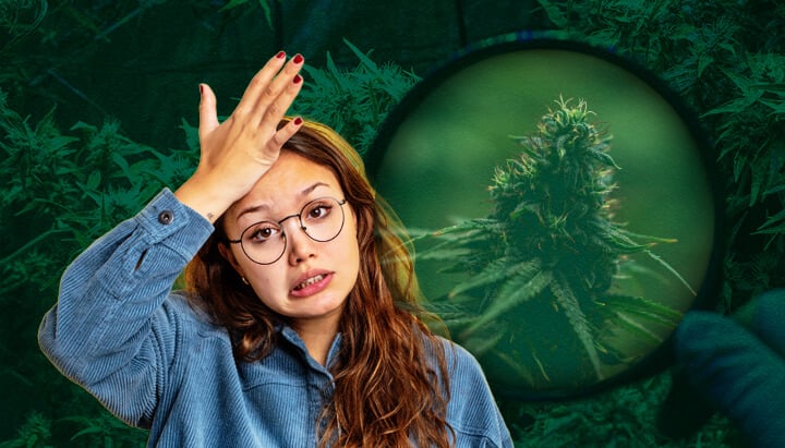 Erreurs et Solutions de Tente de Culture : Conseils pour Débutants en Culture de Cannabis Réussie Évitez les erreurs courantes de débutants avec les tentes de culture : Apprenez à prévenir le sur-arrosage, la mauvaise ventilation, un éclairage faible, les problèmes de pH, les parasites et le stress thermique pour une culture de cannabis intérieure réussie.