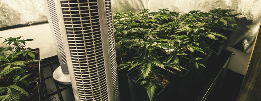 Contrôle de la température des racines du cannabis