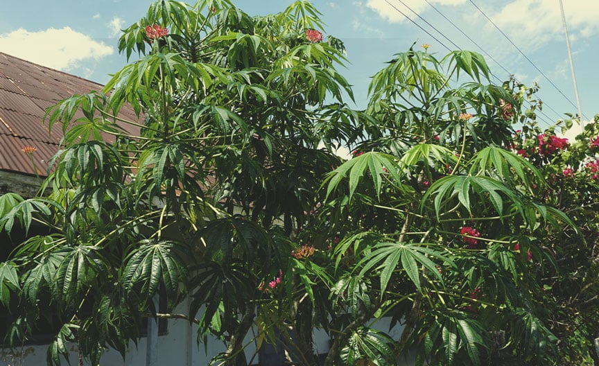 Arbre corail (Jatropha multifida)