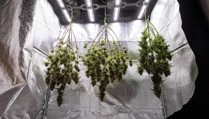 Plants de cannabis Cosmos F1 séchant entiers dans la box de culture après la récolte, avec des branches matures et résineuses suspendues dans l’obscurité avant la taille, l’affinage et les résultats finaux de rendement.
