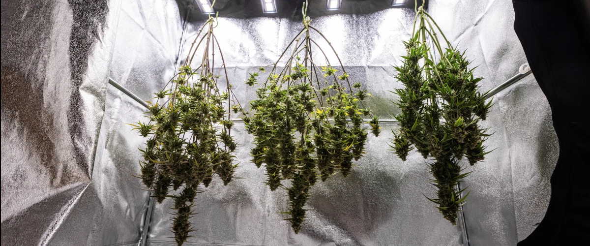 Plants de cannabis Cosmos F1 séchant entiers dans la box de culture après la récolte, avec des branches matures et résineuses suspendues dans l’obscurité avant la taille, l’affinage et les résultats finaux de rendement.