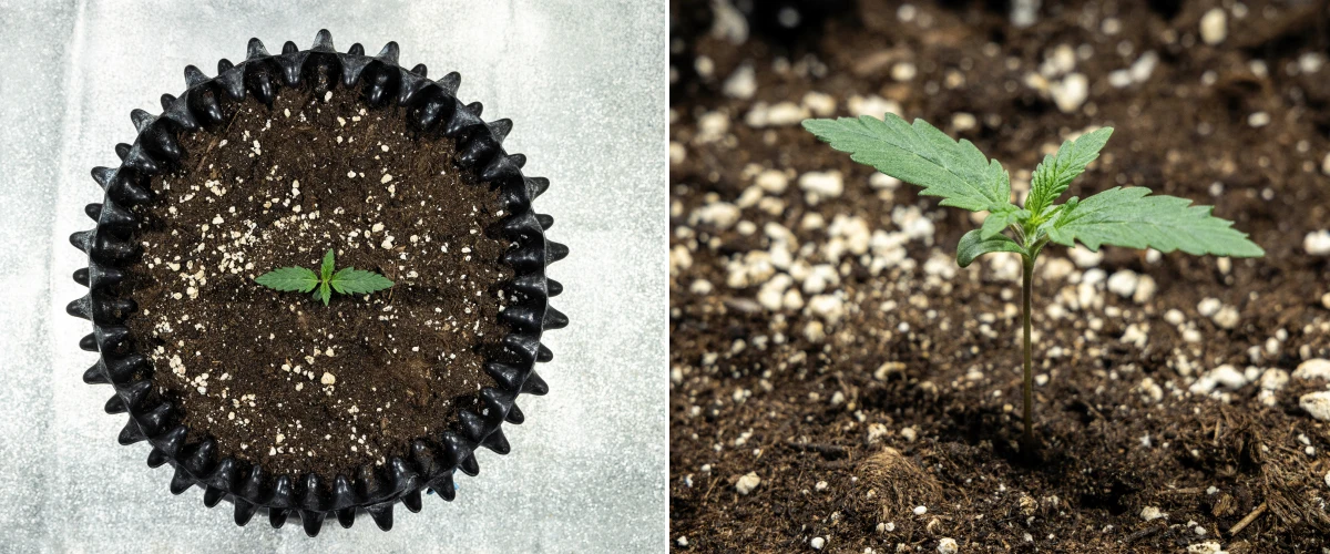 Jeune plant de cannabis Cosmos F1 pendant la germination, émergeant uniformément du sol entre les jours 1 et 5 après la germination.
