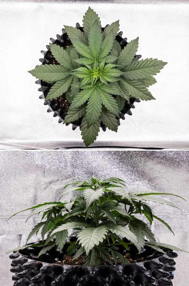 Plant de cannabis Cosmos F1 pendant la 2e semaine de végétation, avec une croissance précoce buissonnante, une ramification saine et de larges feuilles vertes entre les jours 12 et 19 après la germination.