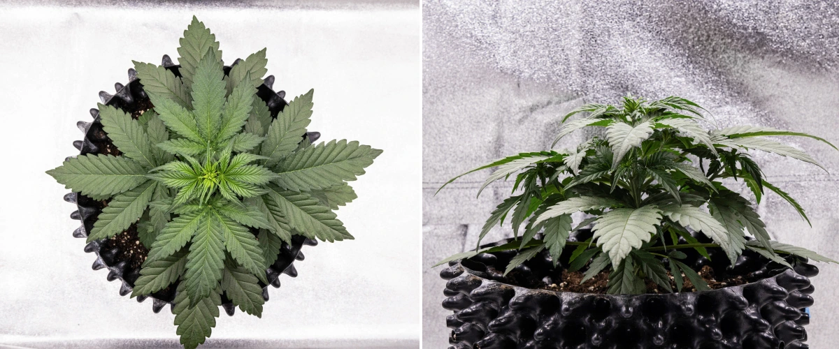 Plant de cannabis Cosmos F1 pendant la 2e semaine de végétation, avec une croissance précoce buissonnante, une ramification saine et de larges feuilles vertes entre les jours 12 et 19 après la germination.