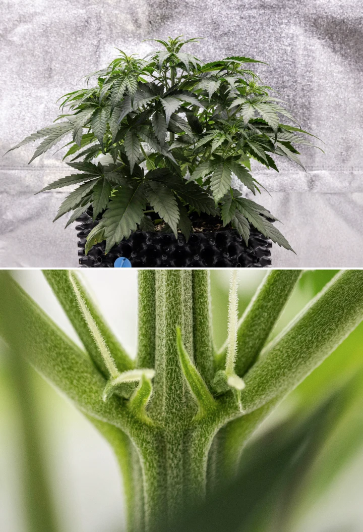 Plant de cannabis Cosmos F1 pendant la semaine 3, montrant une ramification d’influence sativa, un feuillage vert dense et les premiers pistils blancs alors que la floraison commence entre les jours 19 et 26 après la germination.