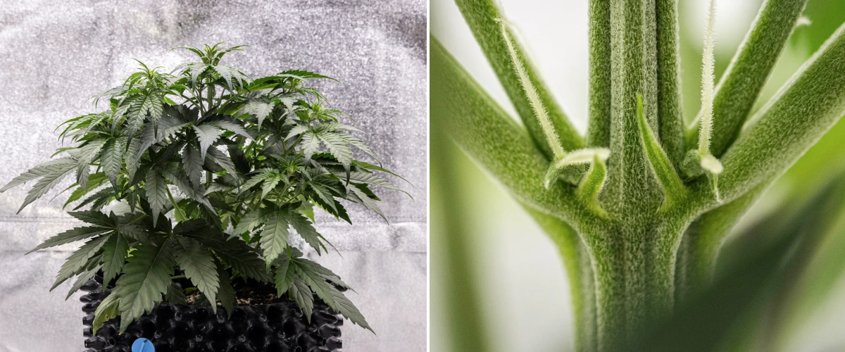 Plant de cannabis Cosmos F1 pendant la semaine 3, montrant une ramification d’influence sativa, un feuillage vert dense et les premiers pistils blancs alors que la floraison commence entre les jours 19 et 26 après la germination.