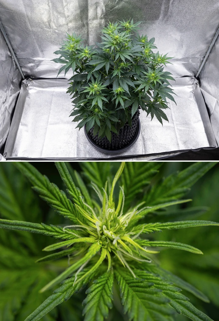 Plant de cannabis Cosmos F1 pendant la semaine 1 de floraison, avec une forte croissance verticale, une structure en sapin de Noël, des feuilles vert foncé saines et des grappes de fleurs en développement entre les jours 26 et 33 après la germination.
