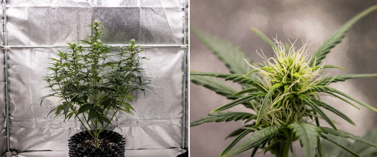 Plant de cannabis Cosmos F1 pendant la semaine 2 de floraison, montrant une formation précoce des têtes, un feuillage vert sain, une structure de branches verticale et des pistils blancs en développement entre les jours 33 et 40 après la germination.