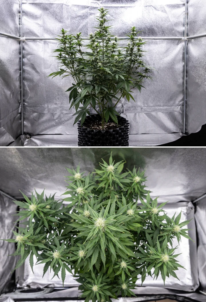 Plant de cannabis Cosmos F1 pendant la semaine 3 de floraison, montrant une cola centrale dominante, des branches latérales bien espacées, un feuillage vert foncé sain et des sites floraux en développement entre les jours 40 et 47 après la germination.