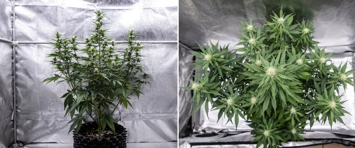 Plant de cannabis Cosmos F1 pendant la semaine 3 de floraison, montrant une cola centrale dominante, des branches latérales bien espacées, un feuillage vert foncé sain et des sites floraux en développement entre les jours 40 et 47 après la germination.