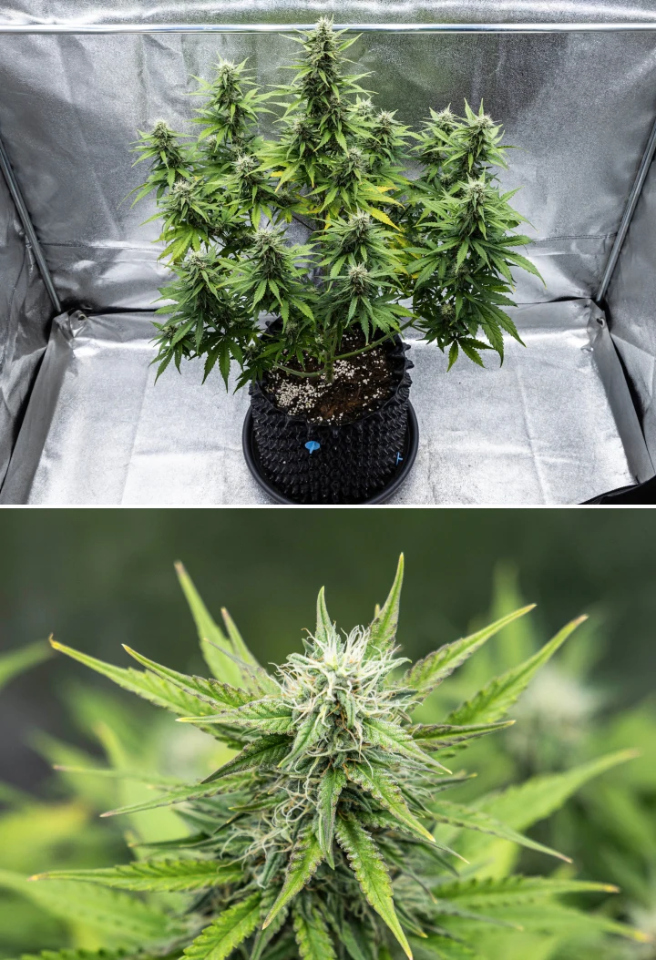 Plant de cannabis Cosmos F1 pendant la semaine 4 de floraison, montrant des têtes denses et résineuses, des calices collants, des colas en maturation et un léger jaunissement des feuilles inférieures entre les jours 47 et 54 après la germination.