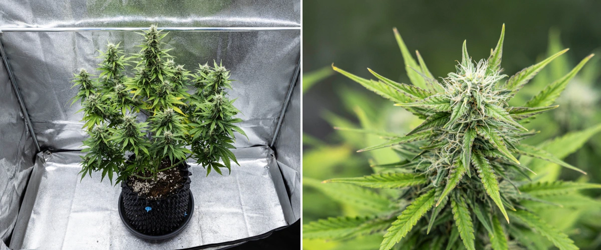 Plant de cannabis Cosmos F1 pendant la semaine 4 de floraison, montrant des têtes denses et résineuses, des calices collants, des colas en maturation et un léger jaunissement des feuilles inférieures entre les jours 47 et 54 après la germination.