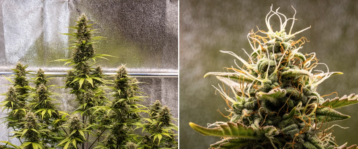 Plant de cannabis Cosmos F1 pendant la semaine 5 de floraison, montrant des têtes compactes riches en trichomes, des colas en maturation, des pistils ambrés et des feuilles jaunissantes alors que la récolte approche entre les jours 54 et 61 après la germination.