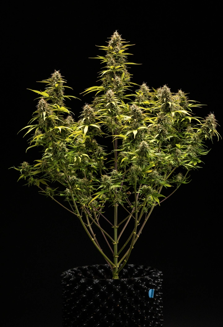 Plant de cannabis Cosmos F1 pendant la semaine 6 de floraison et de récolte, montrant des colas matures couverts de trichomes, des calices gonflés, des feuilles jaunissantes et des têtes résineuses prêtes à être récoltées au jour 68 après la germination.