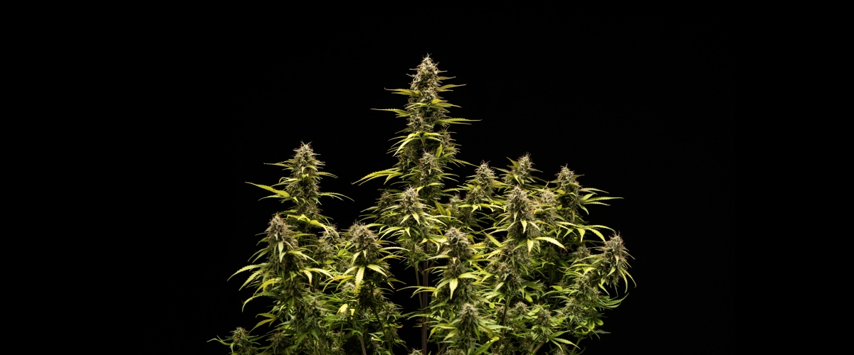 Plant de cannabis Cosmos F1 pendant la semaine 6 de floraison et de récolte, montrant des colas matures couverts de trichomes, des calices gonflés, des feuilles jaunissantes et des têtes résineuses prêtes à être récoltées au jour 68 après la germination.
